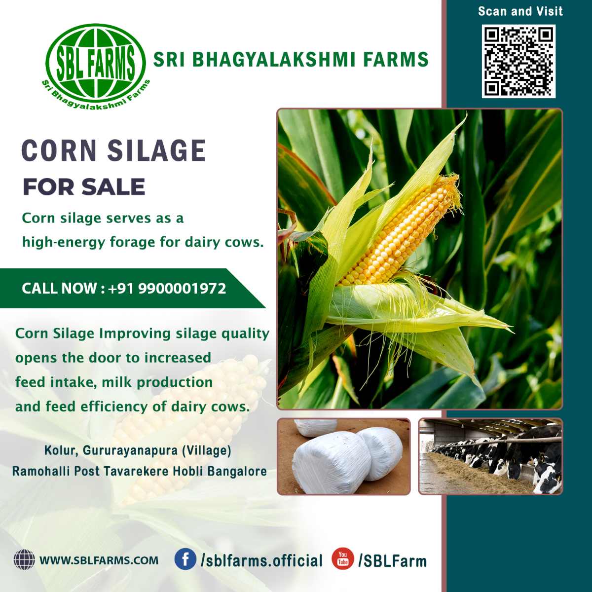 Corn Silage Suppliers in Bangalore | Corn Silage for Sale  |  Corn Silage, Baby Corn Silage manufacturers, suppliers & exporters in Bangalore | corn silage for sale in bangalore |  Sri Bhagyalakshmi Farms Corn Silage Bangalore| Silage Balers | Animal Feed Manufacturers | Production of Silage |Cattle feed manufacturers & suppliers - SBL Farms is solving the biggest fodder crisis in India, by supplying Silage bales, Bailing machines to dairy farmers, Cooperatives, Animal Husbandry | Best Cattle Feed Manufacturers & Silage Suppliers in India | Indias Best Baled Silage Producers